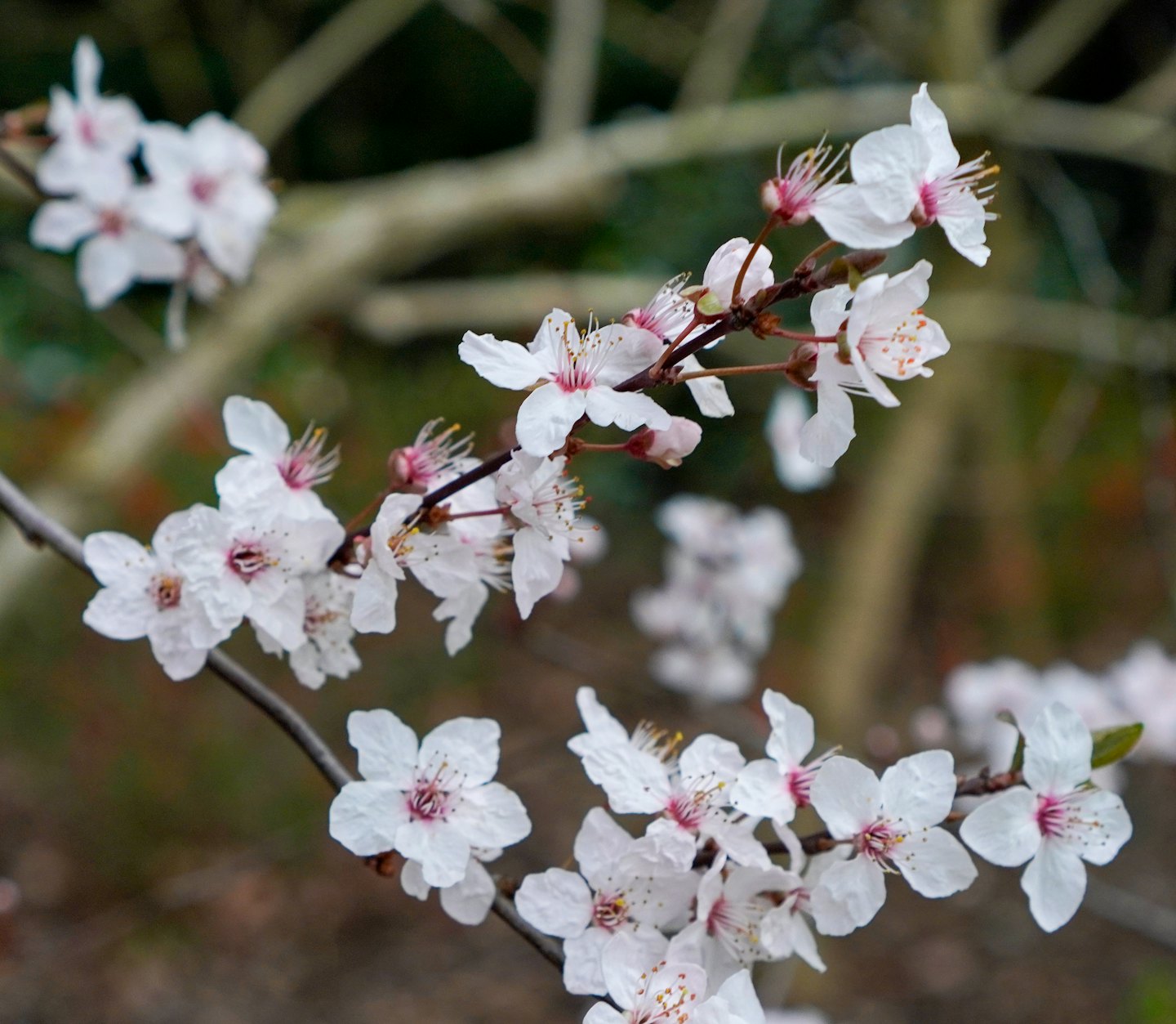 Weiße Blüten mit rosa und roten Zentren an dunklen Ästen.